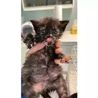 Foto dell\'animale gatto - Matr. 2023/0813 - Microchip 380260045016214
