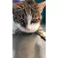 Foto dell\'animale gatto - Matr. 2023/0812 - Microchip 380260045015858