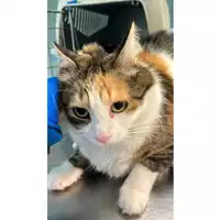 Foto dell\'animale gatto - Matr. 2023/0815 - Microchip 380260045015842