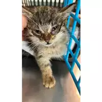 Foto dell\'animale gatto - Matr. 2023/0814 - Microchip 380260045017402