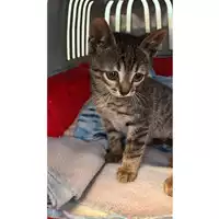 Foto dell\'animale gatto - Matr. 2023/0816 - Microchip 380260045021092