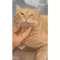 Foto dell\'animale gatto - Matr. 2023/0817 - Microchip 380260045020732