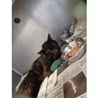 Foto dell\'animale gatto - Matr. 2023/0822 - Microchip 380260045020699