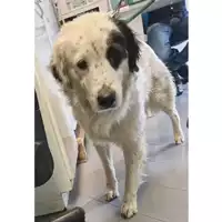 Foto dell\'animale cane - Matr. 2022/0212 - Microchip 380260044579496