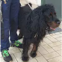 Foto dell\'animale cane - Matr. 2023/0825 - Microchip 380260100186365