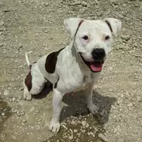 Foto dell\'animale cane - Matr. 2016/0877 - Microchip 380260042860309