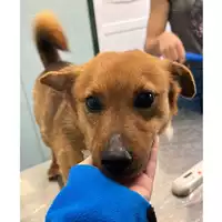 Foto dell\'animale cane - Matr. 2023/0826 - Microchip 380260044731109