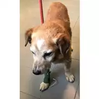 Foto dell\'animale cane - Matr. 2023/0828 - Microchip 380260045015931