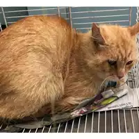 Foto dell\'animale gatto - Matr. 2023/0829 - Microchip 380260044730203