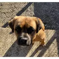Foto dell\'animale cane - Matr. 2023/0831 - Microchip 380260045016563