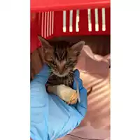 Foto dell\'animale gatto - Matr. 2023/0833 - Microchip 380260045016517