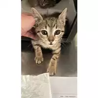 Foto dell\'animale gatto - Matr. 2023/0838 - Microchip 380260045015979