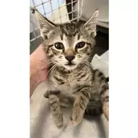 Foto dell\'animale gatto - Matr. 2023/0839 - Microchip 380260045016035