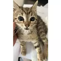Foto dell\'animale gatto - Matr. 2023/0840 - Microchip 380260045016091
