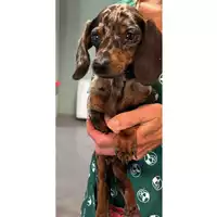 Foto dell\'animale cane - Matr. 2023/0844 - Microchip 380260045015613