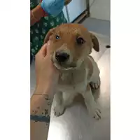 Foto dell\'animale cane - Matr. 2023/0845 - Microchip 380260045016496