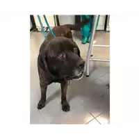 Foto dell\'animale cane - Matr. 2023/0857 - Microchip 380260045015591