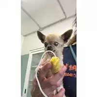 Foto dell\'animale cane - Matr. 2023/0855 - Microchip 380260044730600