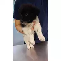 Foto dell\'animale cane - Matr. 2023/0846 - Microchip 380260045016539