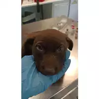 Foto dell\'animale cane - Matr. 2023/0847 - Microchip 380260045016454