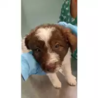 Foto dell\'animale cane - Matr. 2023/0848 - Microchip 380260045015980