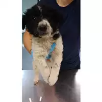 Foto dell\'animale cane - Matr. 2023/0849 - Microchip 380260045021433