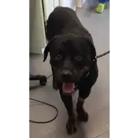 cane - Matr. 2017/1247 - Microchip 380260043309868