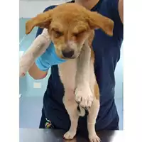 Foto dell\'animale cane - Matr. 2023/0851 - Microchip 380260045015859