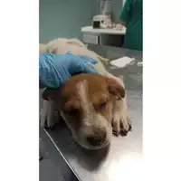 Foto dell\'animale cane - Matr. 2023/0852 - Microchip 380260045016551