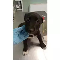 Foto dell\'animale cane - Matr. 2023/0853 - Microchip 380260045015917