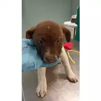 Foto dell\'animale cane - Matr. 2023/0854 - Microchip 380260045016473