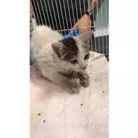 Foto dell\'animale gatto - Matr. 2023/0859 - Microchip 380260044750754