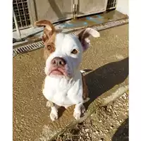 Foto dell\'animale cane - Matr. 2023/0863 - Microchip 380260101122160