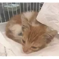 gatto - Matr. 2017/1250 - Microchip 380260043309484
