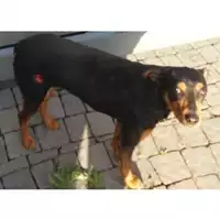 Foto dell\'animale cane - Matr. 2023/0818 - Microchip 380260101796584