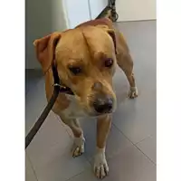 Foto dell\'animale cane - Matr. 2023/0869 - Microchip 380260044750494
