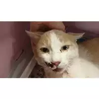 Foto dell\'animale gatto - Matr. 2023/0870 - Microchip 380260044751029