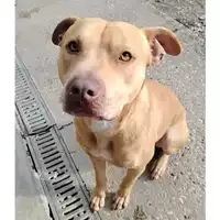 Foto dell\'animale cane - Matr. 2023/0871 - Microchip 380260170057597