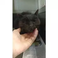 Foto dell\'animale gatto - Matr. 2023/0872 - Microchip 380260004900011