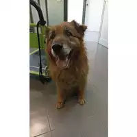 Foto dell\'animale cane - Matr. 2023/0875 - Microchip 380260044751089