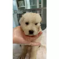 Foto dell\'animale cane - Matr. 2023/0876 - Microchip 380260044751064