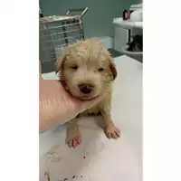 cane - Matr. 2023/0877 - Microchip 380260044750562