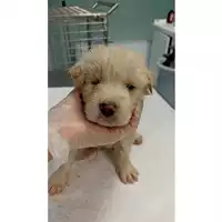Foto dell\'animale cane - Matr. 2023/0878 - Microchip 380260044750836