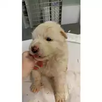Foto dell\'animale cane - Matr. 2023/0881 - Microchip 380260044750476