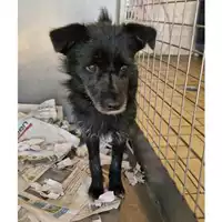 Foto dell\'animale cane - Matr. 2023/0883 - Microchip 380260044750965