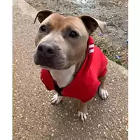 Foto dell\'animale cane - Matr. 2020/1799 - Microchip 380260044280848