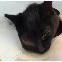 Foto dell\'animale gatto - Matr. 2023/0860 - Microchip 380260044750795