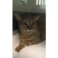 Foto dell\'animale gatto - Matr. 2023/0890 - Microchip 380260045015984