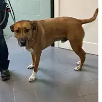 Foto dell\'animale cane - Matr. 2023/0891 - Microchip 380260043730950