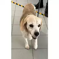 Foto dell\'animale cane - Matr. 2023/0895 - Microchip 380260000638483